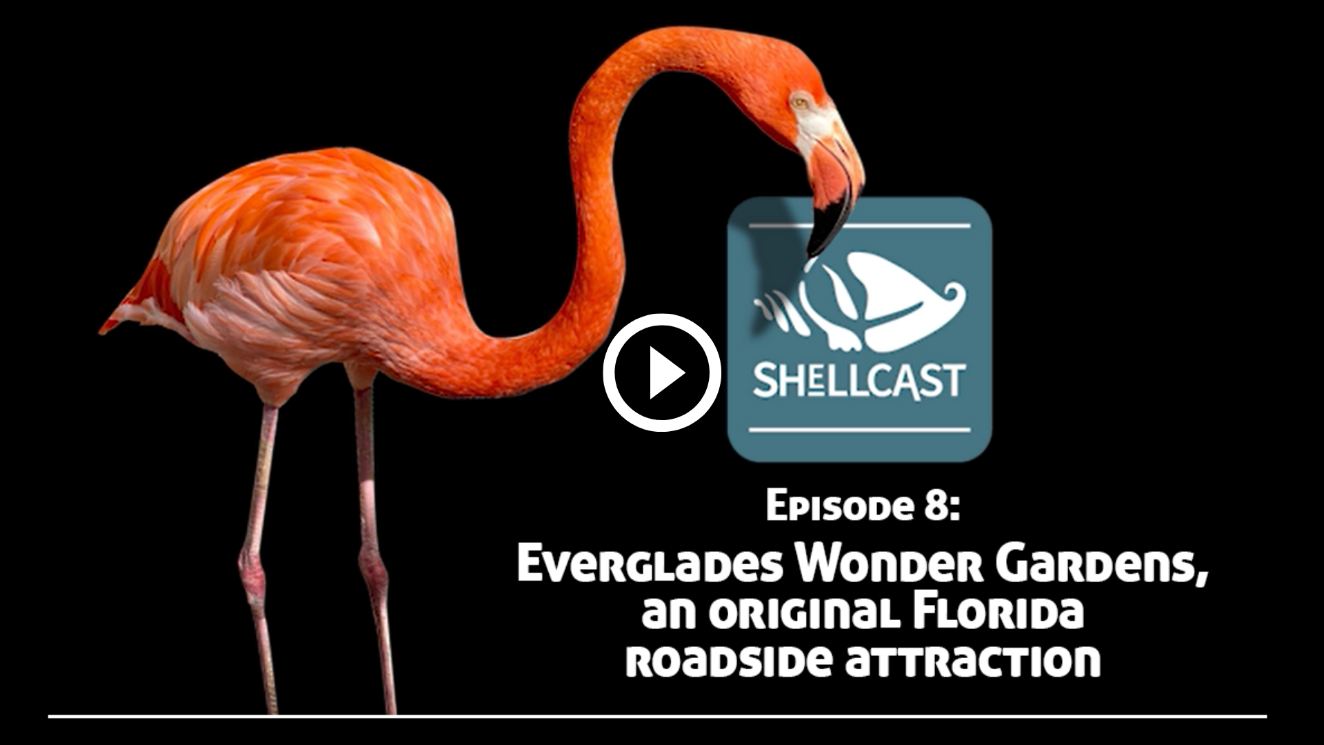 Shellcast episode 8: Everglades Wonder Gardens
