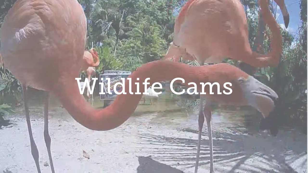 Wildlife cams